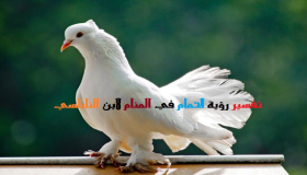 Тумачење виђења голубова у сну од Ибн Сирина и Ал-Набулсија