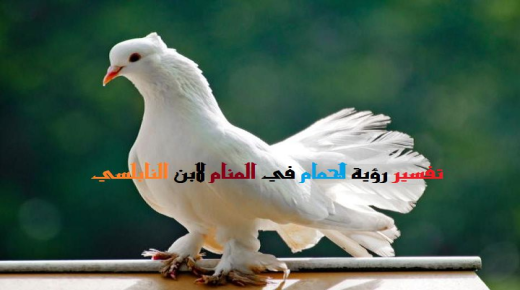 Razlaga videnja golobov v sanjah Ibn Sirina in Al-Nabulsija