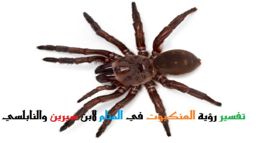 Тумачење виђења паука у сну од Ибн Сирина и Ал-Набулсија