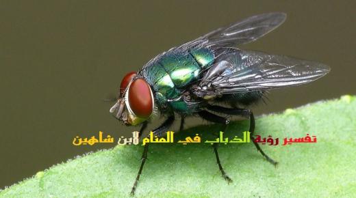 Tolkning av å se fluer i en drøm av Ibn Sirin