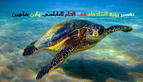 Interpretation einer Schildkröte in einem Traum von Ibn Sirin und Al-Nabulsi