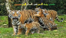 Тумачење виђења тигра у сну од Ибн Сирина