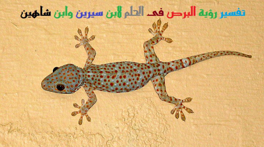 Tolkning av att se en spetälska eller gecko i en dröm av Ibn Sirin och Ibn Shaheen