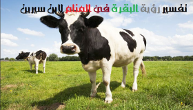 Тумачење виђења краве у сну од Ибн Сирина и Ибн Схахеена