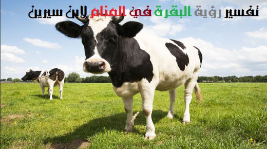 इब्न सिरिन और इब्न शाहीन द्वारा सपने में गाय देखने की व्याख्या