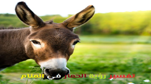 ການຕີຄວາມຫມາຍຂອງຄວາມຝັນກ່ຽວກັບ donkey ອີງຕາມ Ibn Sirin