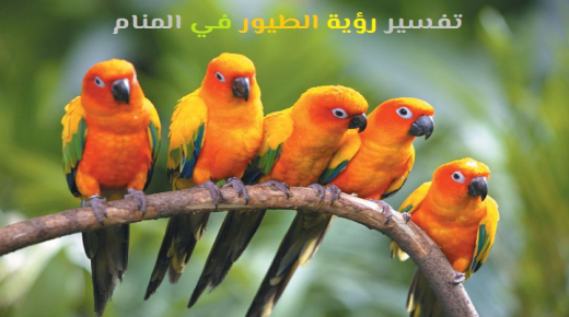 Tolkning av å se fugler i en drøm av Ibn Sirin og Ibn Shaheen
