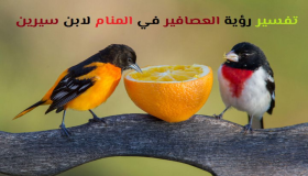 Tolkning av att se fåglar i en dröm av Ibn Sirin