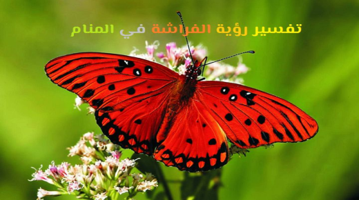 Ibn Sirin と Al-Nabulsi による夢の中で蝶を見た解釈