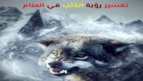 Толкување на гледање волк во сон од Ибн Сирин Ибн Шахин