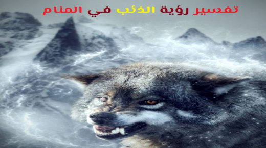 Interpretasie om 'n wolf in 'n droom te sien deur Ibn Sirin Ibn Shaheen