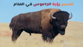 Interpretatioun fir e Büffel an engem Dram ze gesinn vum Ibn Sirin an Al-Nabulsi