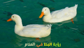 Тумачење виђења патке у сну од Ибн Сирина