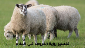 Тумачење виђења овце у сну за мушкарца и самцу, према Ибн Сирину