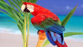 Wat is die interpretasie om 'n papegaai in 'n droom te sien volgens Ibn Sirin?