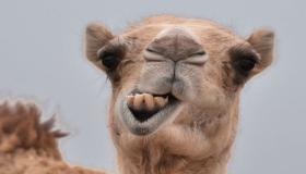 Hva er tolkningen av å se en kamel slaktet i en drøm av Ibn Sirin?