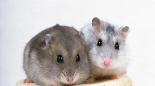 इब्न सिरिन द्वारा एक सपने में चूहे, कई चूहों के सपने की व्याख्या, और एक सपने में छोटे चूहों को देखना