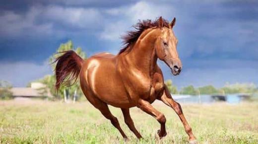 Hästen i en dröm och tolkningen av att jaga en häst i en dröm av Ibn Sirin