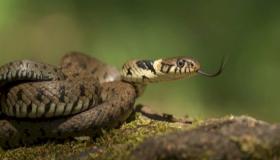 伊本·西林梦见蛇的解释是什么？