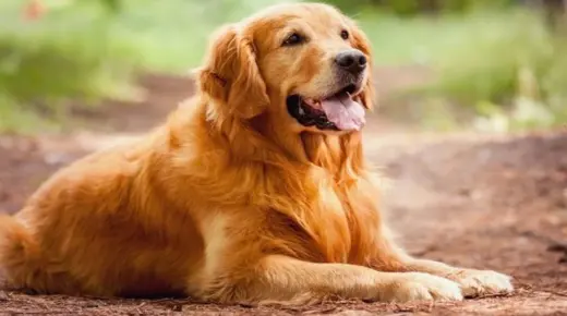 სიზმარში ძაღლის ნახვის ყველაზე მნიშვნელოვანი 20 ინტერპრეტაცია იბნ სირინის მიერ