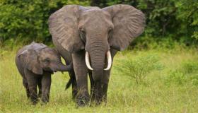Zein da elefante baten interpretazioa amets batean?
