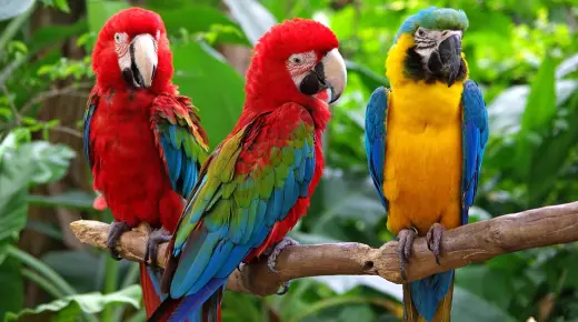 Wat is de interpretatie van het zien van een gekleurde papegaai in een droom volgens Ibn Sirin?