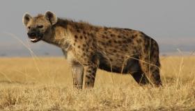 Léiert iwwer d'Interpretatioun vun Hyenas an engem Dram vum Ibn Sirin