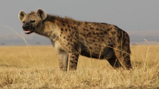 Pagkat-on mahitungod sa interpretasyon sa mga hyena sa usa ka damgo ni Ibn Sirin