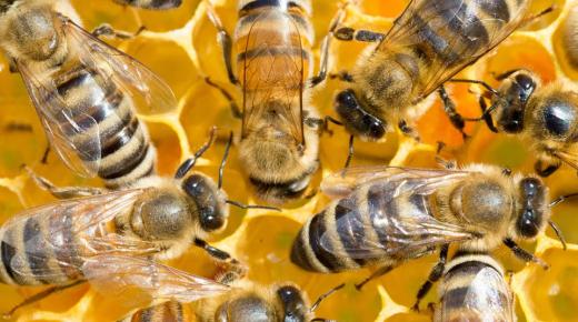 Дознајте за толкувањето на гледањето пчели во сон од Ибн Сирин