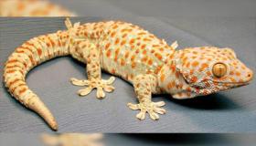 De viktigste 50 tolkningene av å se en gekko i en drøm av Ibn Sirin og Al-Nabulsi