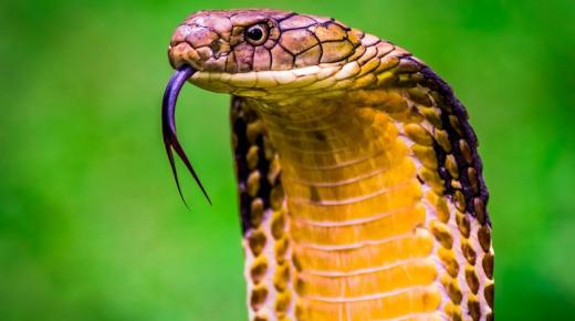 Lär dig om tolkningen av att se ormen i en dröm av Ibn Sirin, ormens bett i en dröm och tolkningen av drömmen om den gröna ormen i en dröm