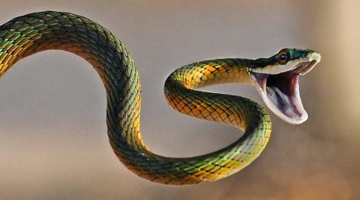 Tumačenje ujeda zmije u snu od Ibn Sirina, tumačenje ujeda zelene zmije u snu i ujeda crne zmije u snu.