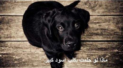 Što ako sam sanjao velikog crnog psa? Uči o tumačenju Ibn Sirina