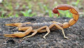 Att se en skorpion i en dröm för en singel eller gift kvinna enligt Ibn Sirin