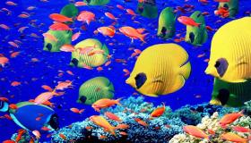 Interpretimet e Ibn Sirin për të parë peshk me ngjyrë në ëndërr