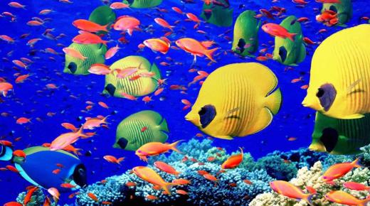 सपने में रंगीन मछली देखने के लिए इब्न सिरिन की व्याख्या