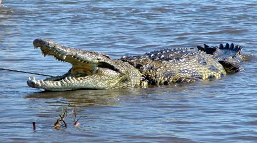 Најточните 10 индикации за гледање спас од крокодил во сон од Ибн Сирин и Ал-Набулси