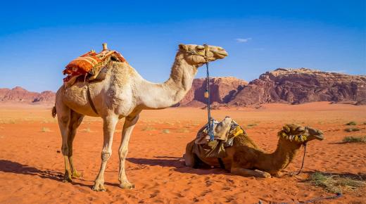 Kuidas tõlgendavad Ibn Sirin ja Ibn Shaheen unes kaameli eest põgenemist?