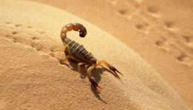 Која је интерпретација страха од шкорпиона у сну од стране Ибн Сирина?