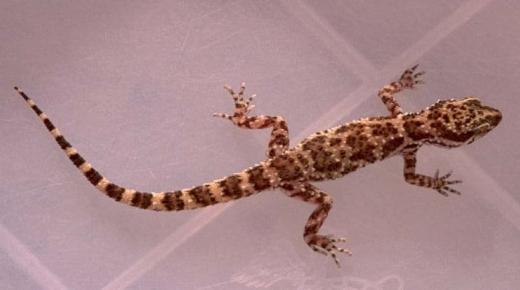 Lær om tolkningen av frykten for en gekko i en drøm av Ibn Sirin