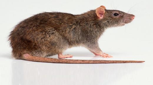 Lär dig om tolkningen av råttor och möss i en dröm av Ibn Sirin
