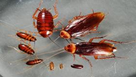 De belangrijkste interpretaties van het zien van kakkerlakken en mieren in een droom door Ibn Sirin