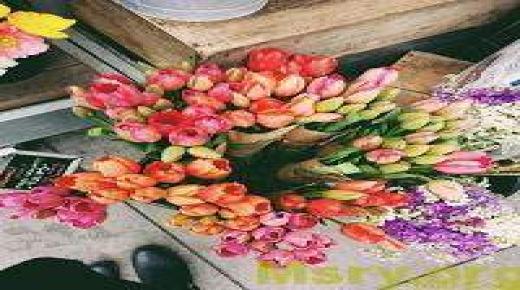 Foto's van heerlijke rozen in prachtige kleuren 2024 die het hart troosten en romantische bloemen voor de betrokkenen