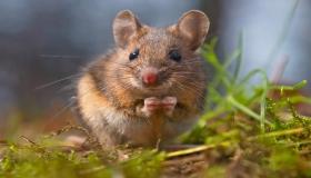 इब्न सिरिन द्वारा सपने में चूहे को देखने की व्याख्या के बारे में आप क्या नहीं जानते हैं