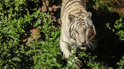 De mest nøyaktige 50 tolkningene av å se en tiger jage meg i en drøm for seniorjurister