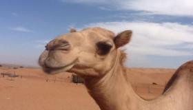 Tolkningen av en drøm om en kamel hjemsøker meg, så hva er dens betydning og betydning for Ibn Sirin?