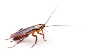 De belangrijkste interpretaties van het zien van kakkerlakken in een droom door Ibn Sirin