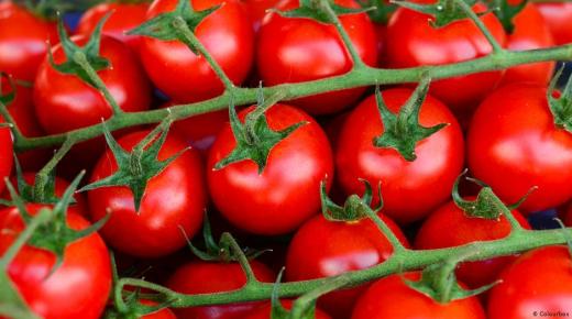 Kas unes tomatite nägemine on hea enne?