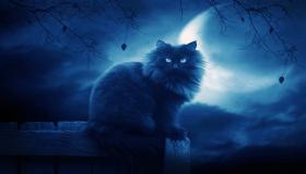 इब्न सिरिन द्वारा सपने में घर में काली बिल्ली की व्याख्या क्या है?