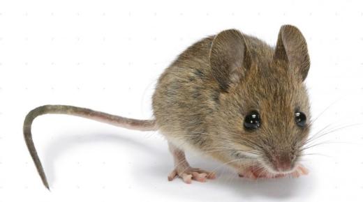 इब्न सिरिन द्वारा सपने में चूहे की व्याख्या क्या है?